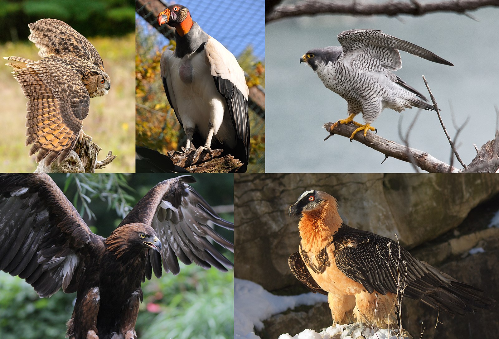 Valorous Raptors Raptors at Rauner - The Dartmouth Review